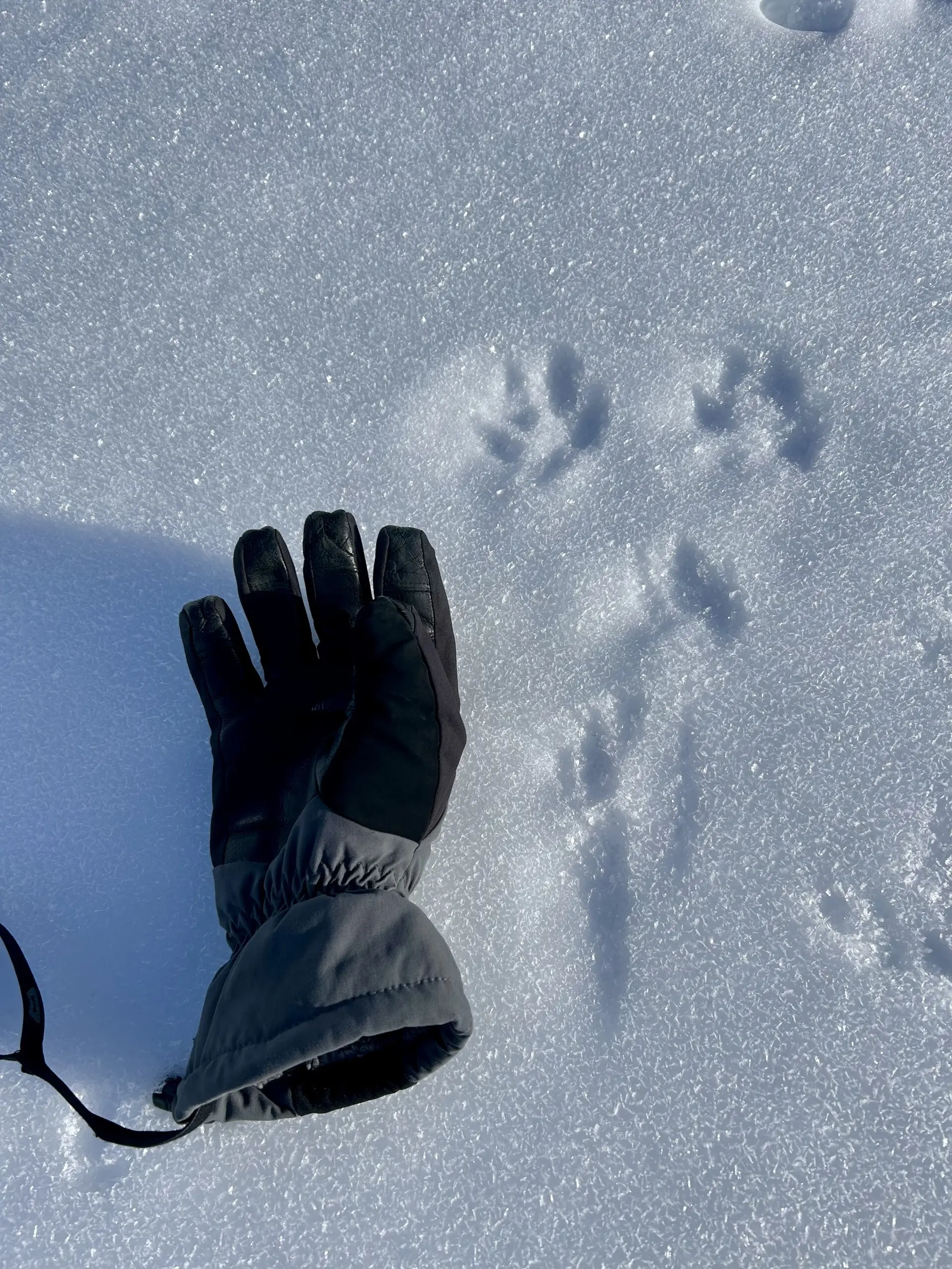Tierspuren im Schnee mit Handschuh daneben | © DAV Dortmund