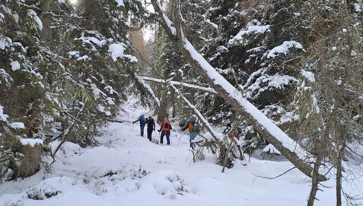 Skitourengeher im Wald mit Schneebedeckten Bäumen | © DAV Dortmund