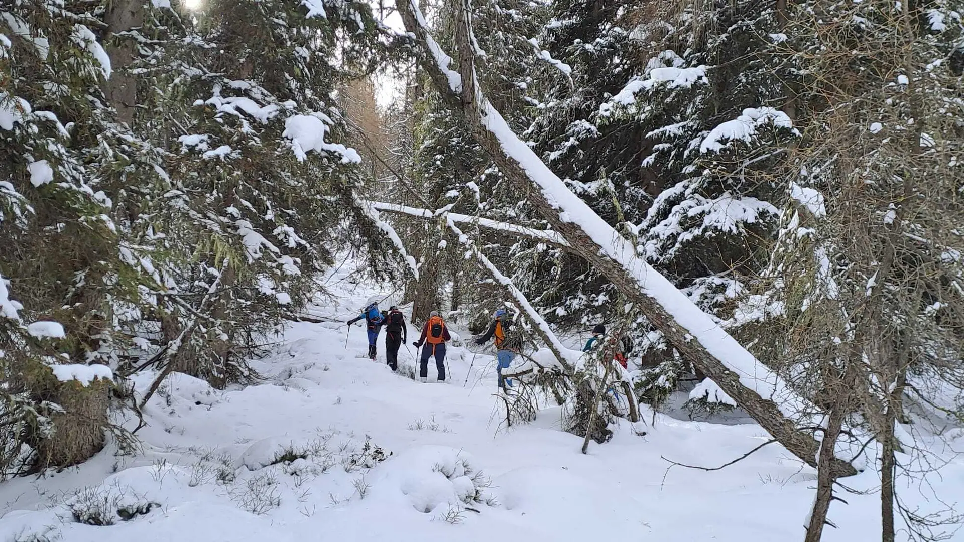 Skitourengeher im Wald mit Schneebedeckten Bäumen | © DAV Dortmund
