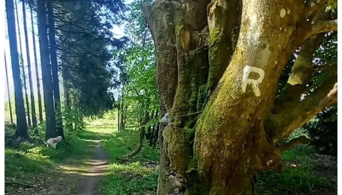 Wanderzeichen R eingeritzt in eine Baum | © DAV Dortmund
