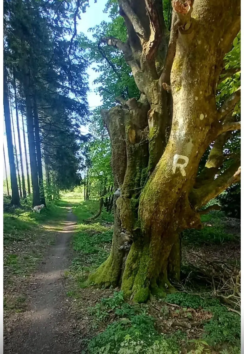 Wanderzeichen R eingeritzt in eine Baum | © DAV Dortmund