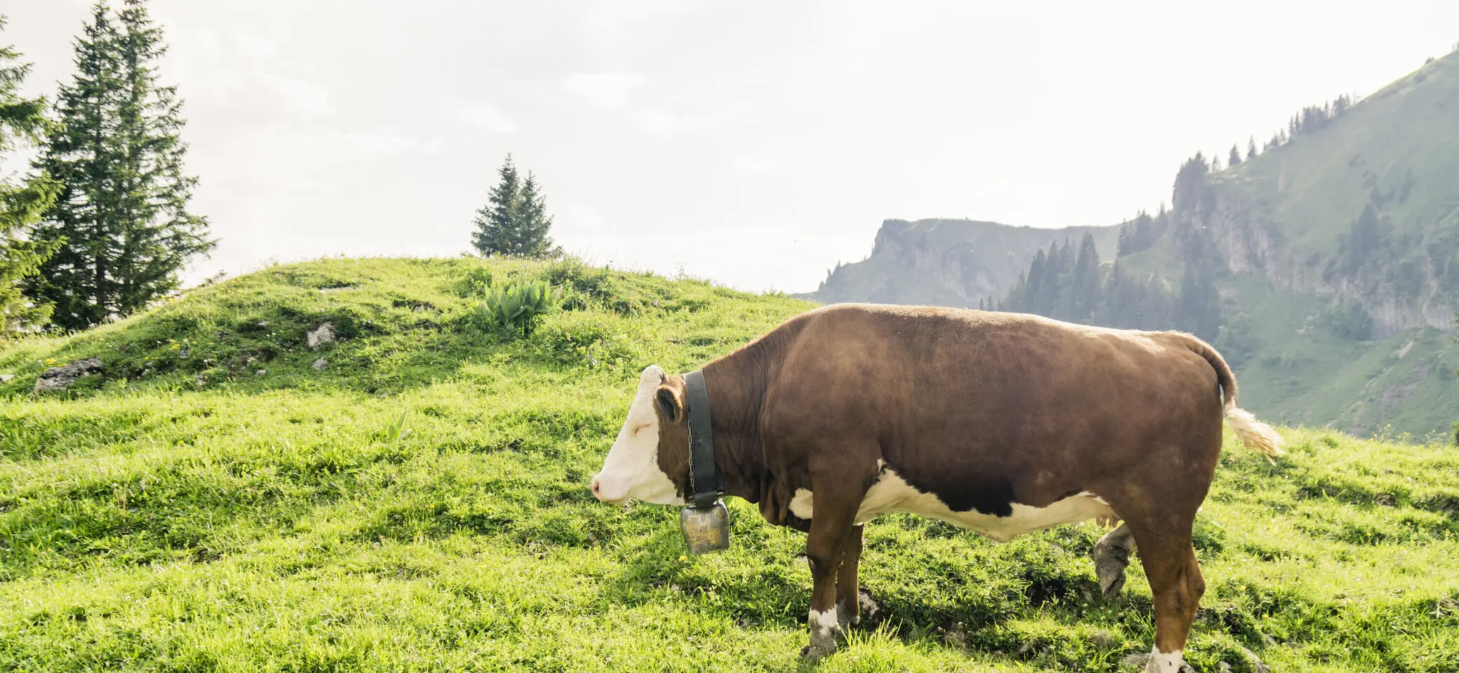 Eine Kuh auf einer Bergalm | © DAV/Hans Herbig